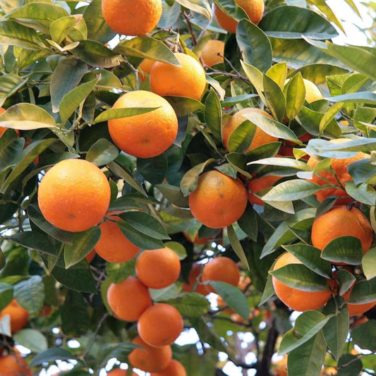 Tango Mandarin Tree (7863714054399)