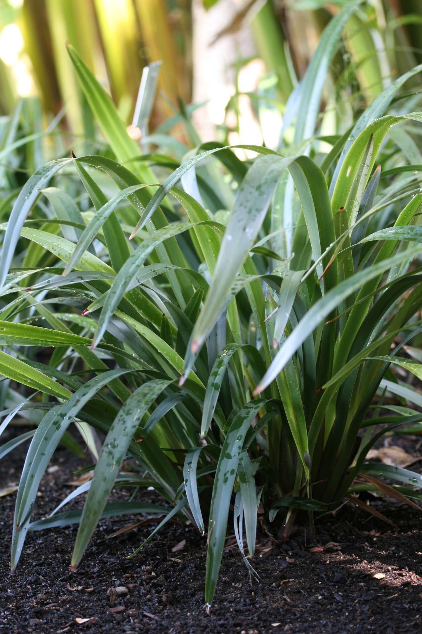Tasred Flax Lily (7901084647679)