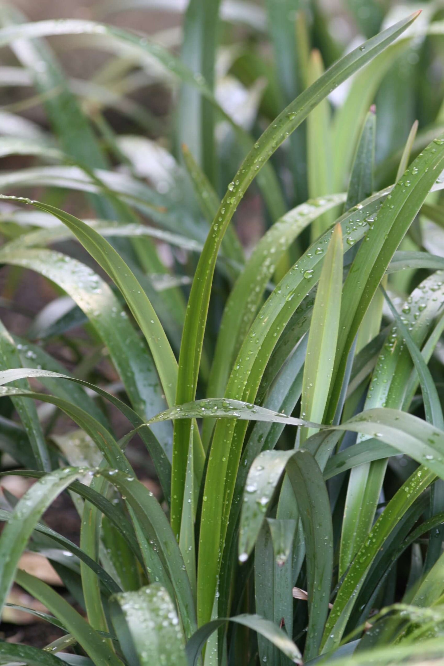Tasred Flax Lily (7901084647679)