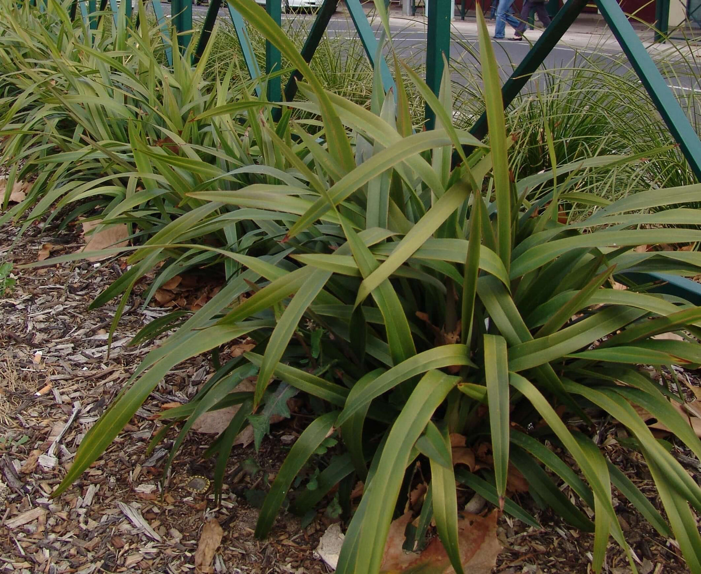 Tasred Flax Lily (7901084647679)