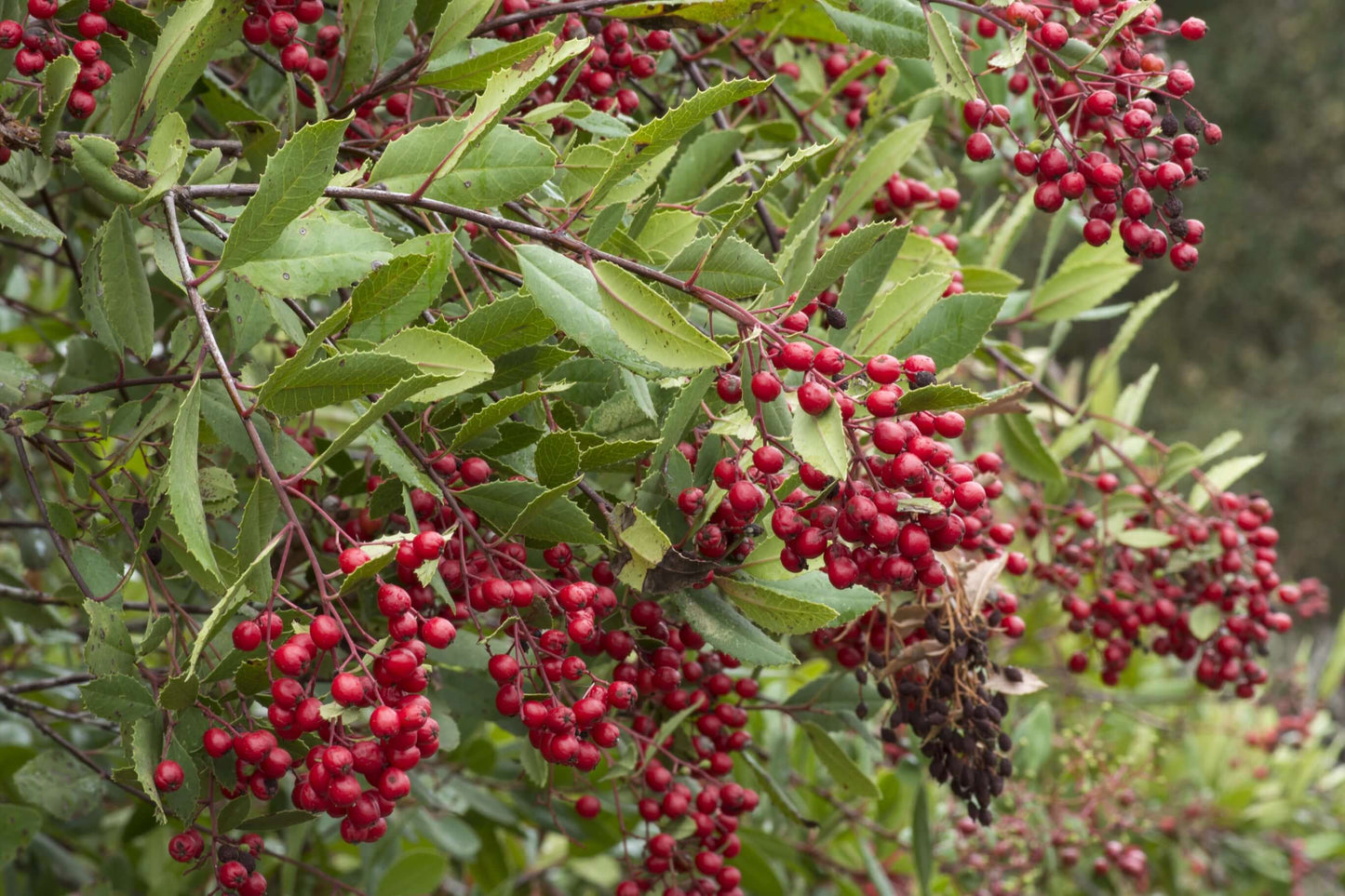 Toyon (7823950872831)