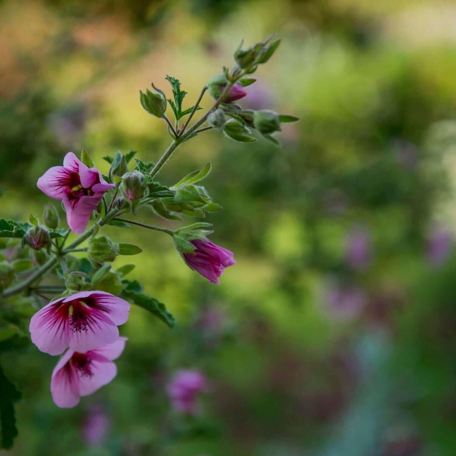 Tree Mallow Bush (7823951397119)