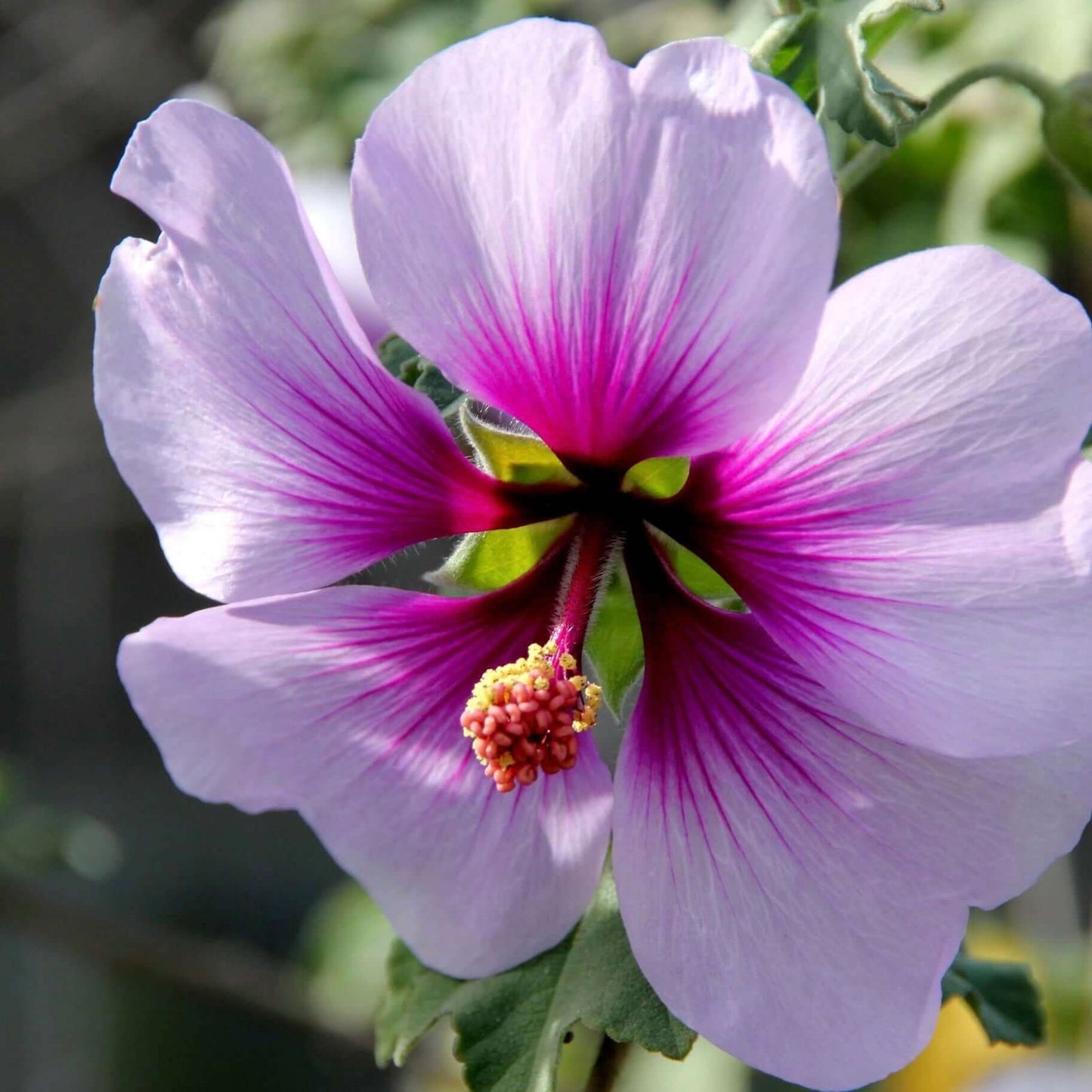 Tree Mallow Bush (7823951397119)