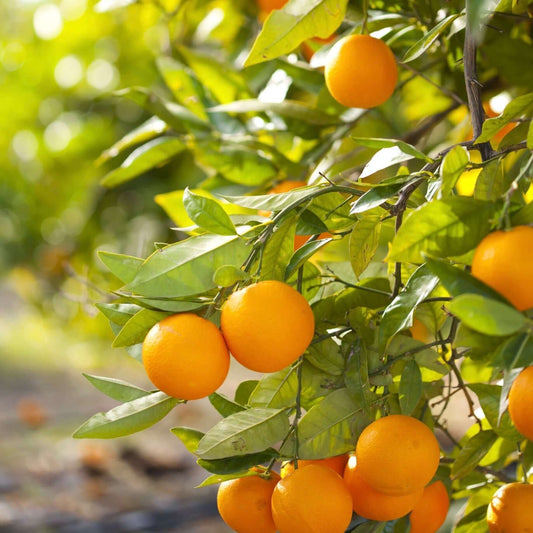 Valencia Orange Tree (7863714251007)