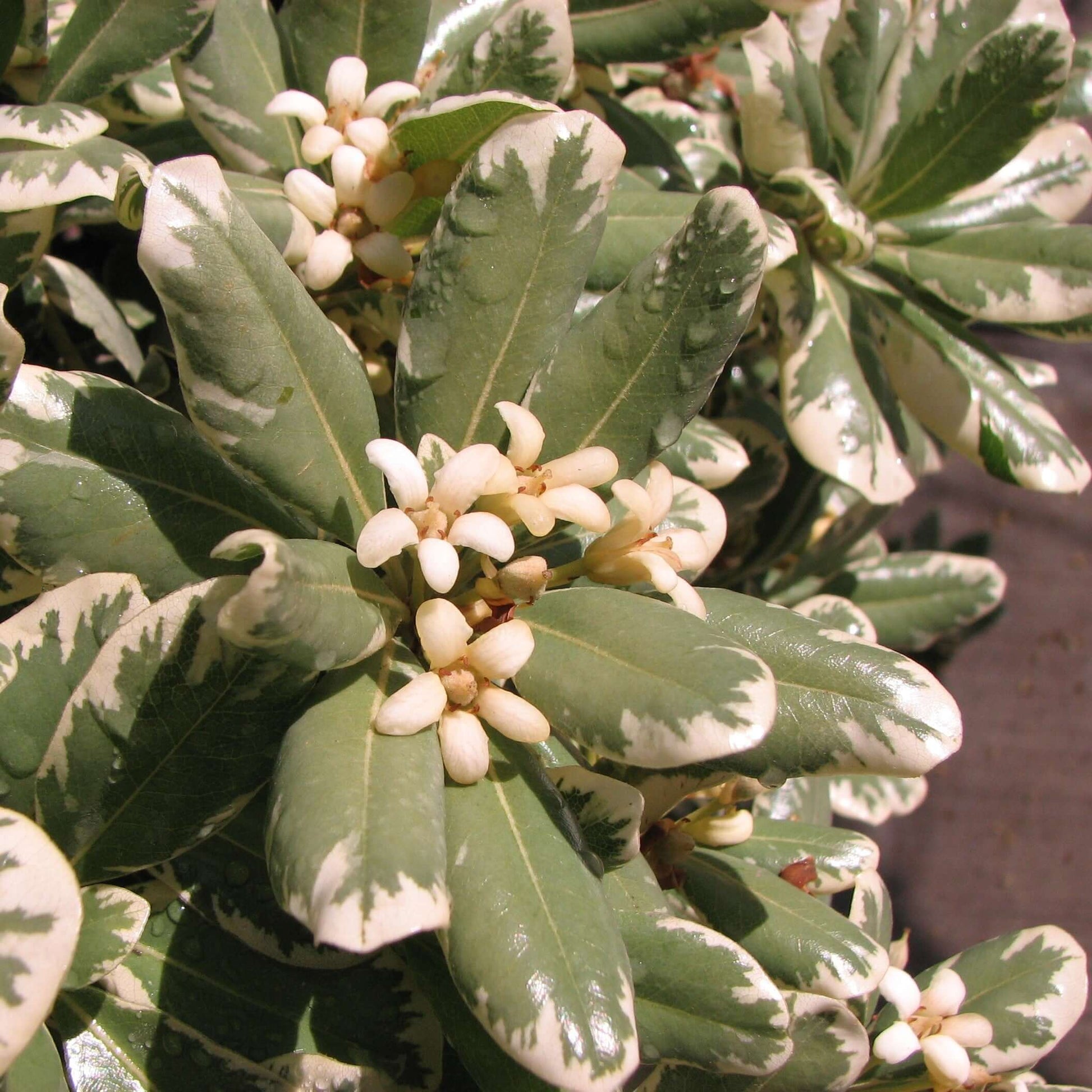 Variegated Japanese Pittosporum (7908059775231)