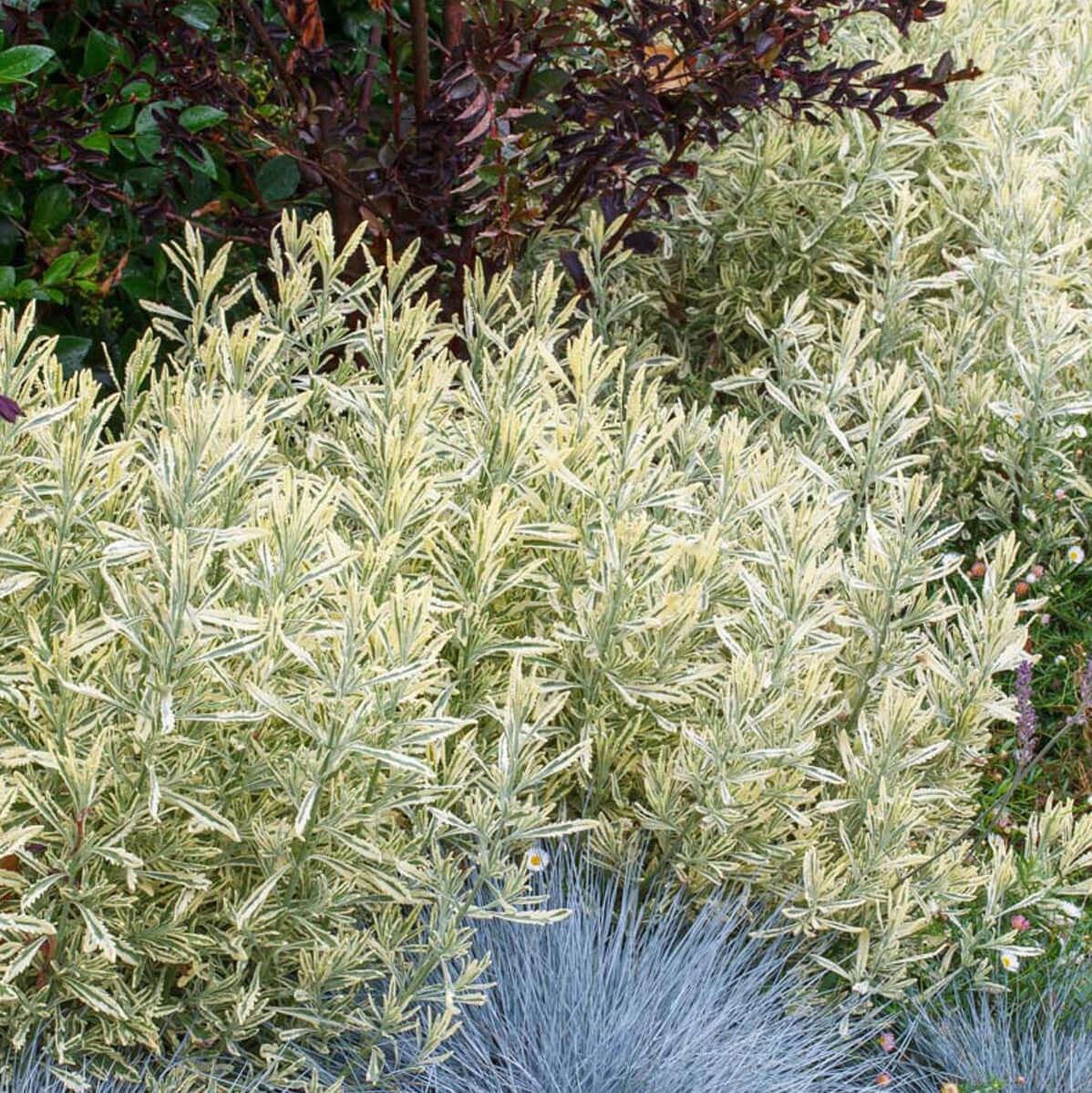 Variegated Meerlo's Lavender (7912524185855)