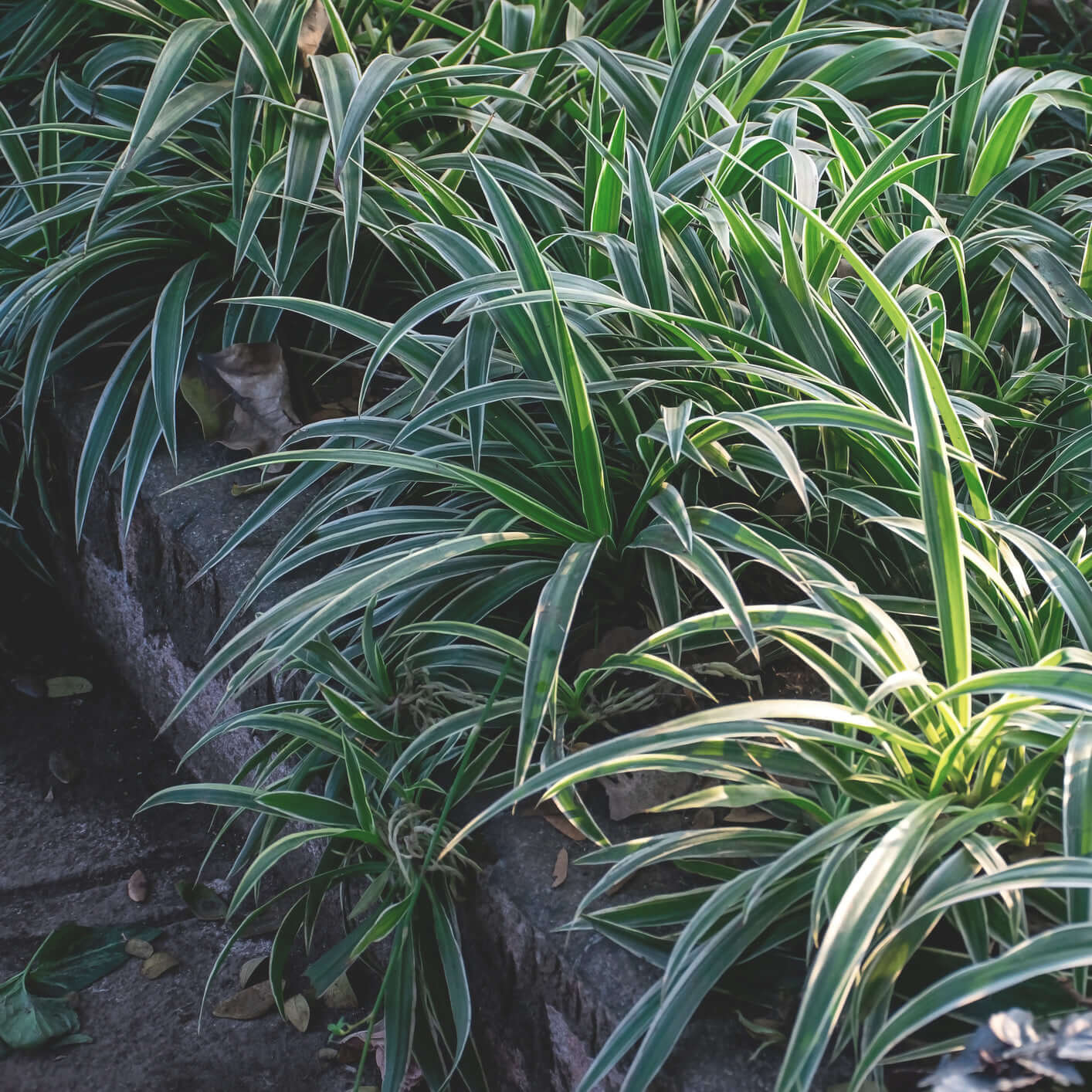 Variegated Tasman Flax Lily (7901107257599)