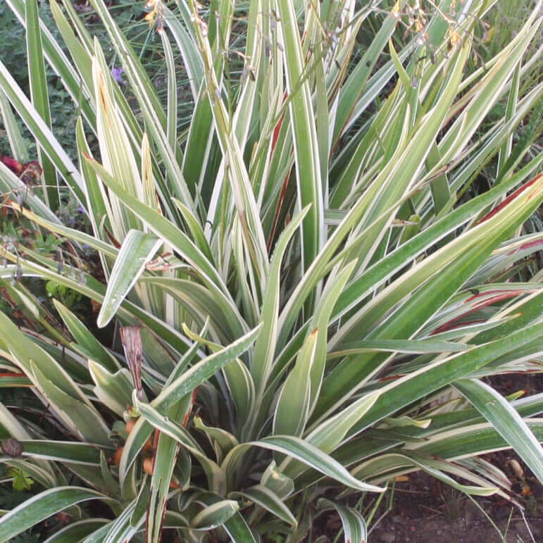 Variegated Tasman Flax Lily (7901107257599)