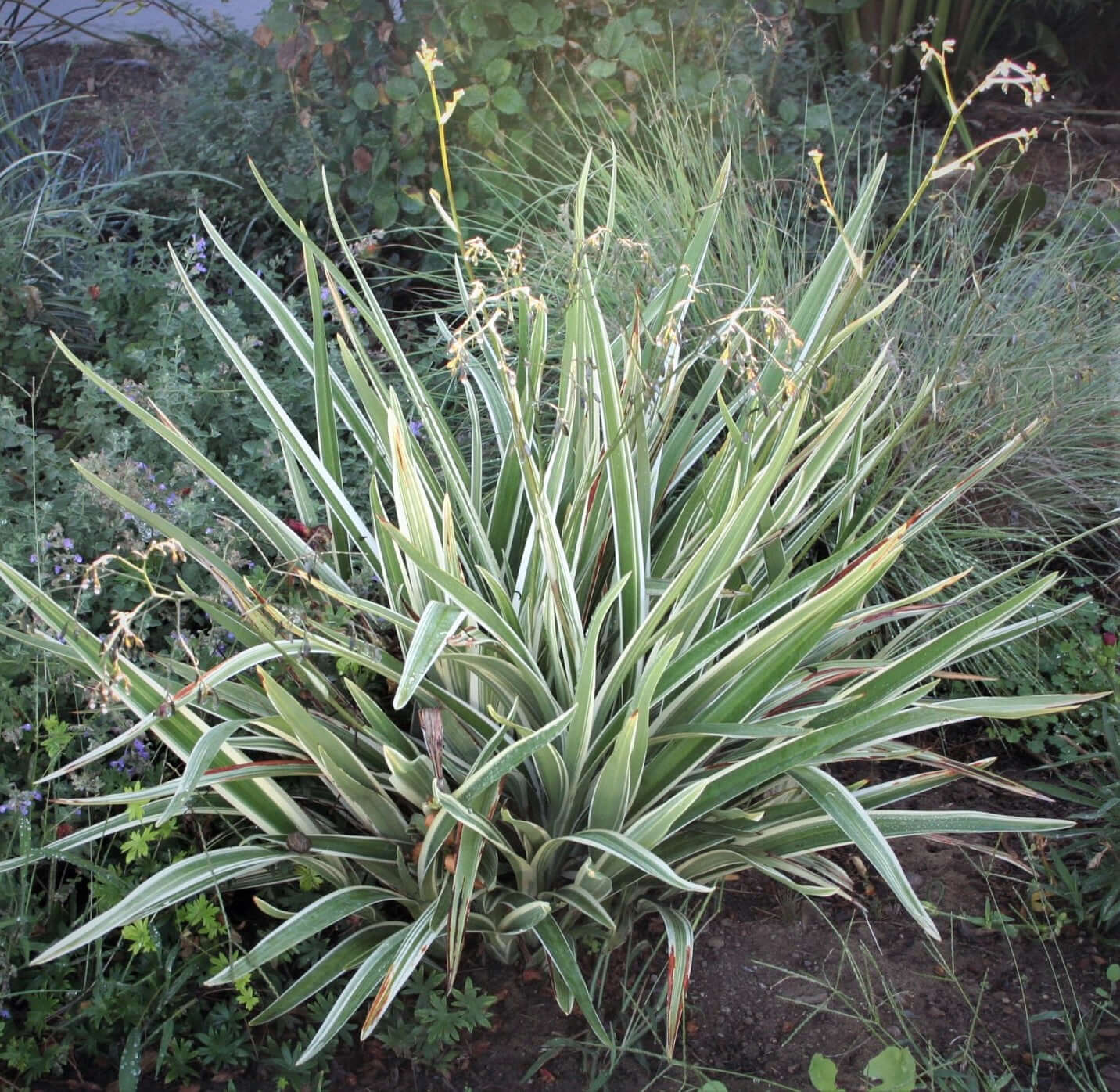 Variegated Tasman Flax Lily (7901107257599)