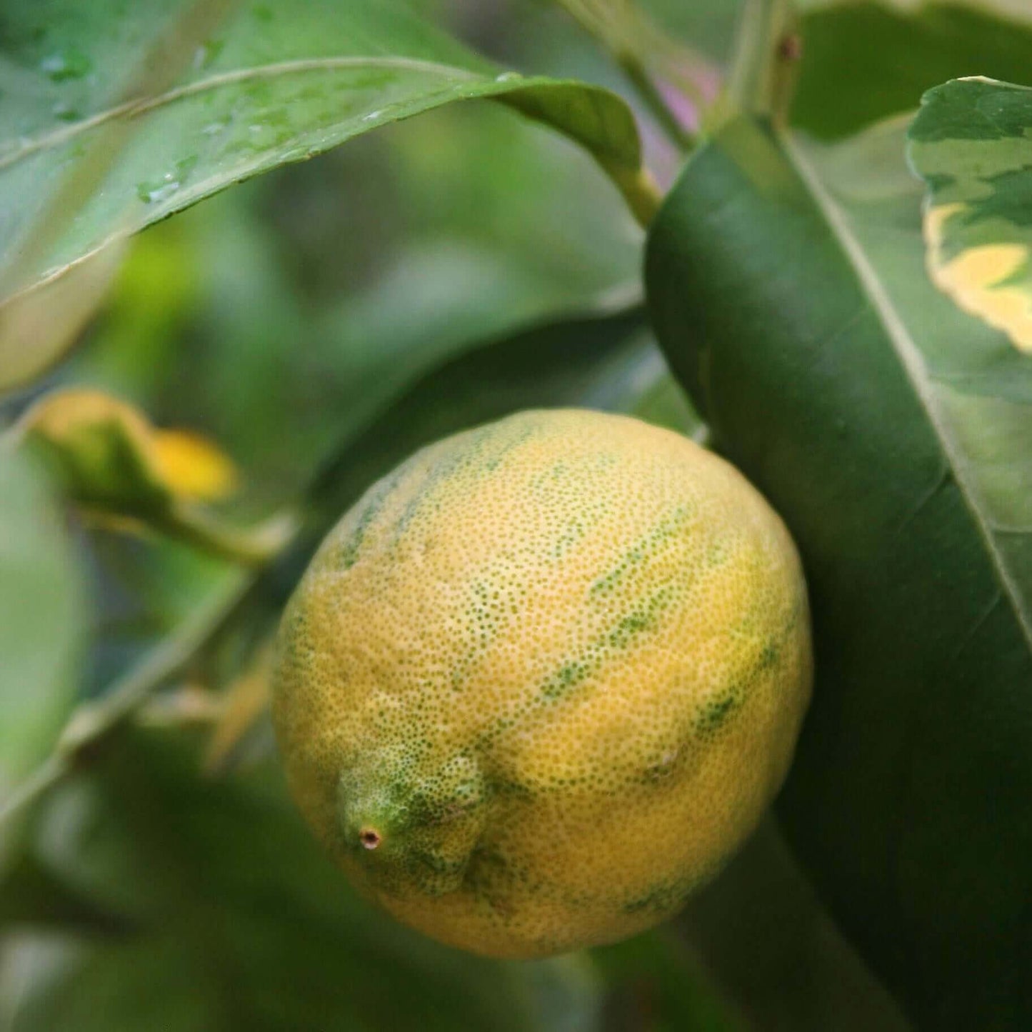 Variegated Pink Lemon Tree (7863713366271)