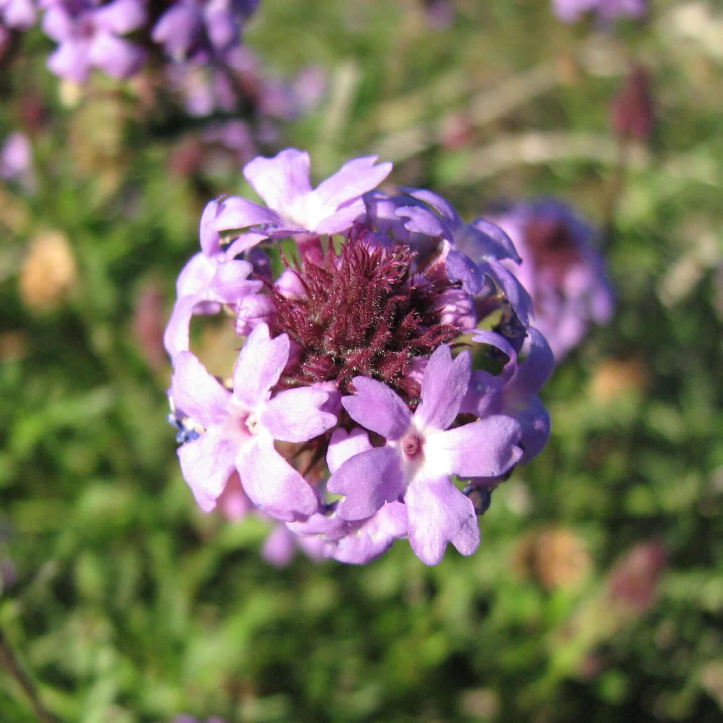 De La Mina Verbena (7898265977087)