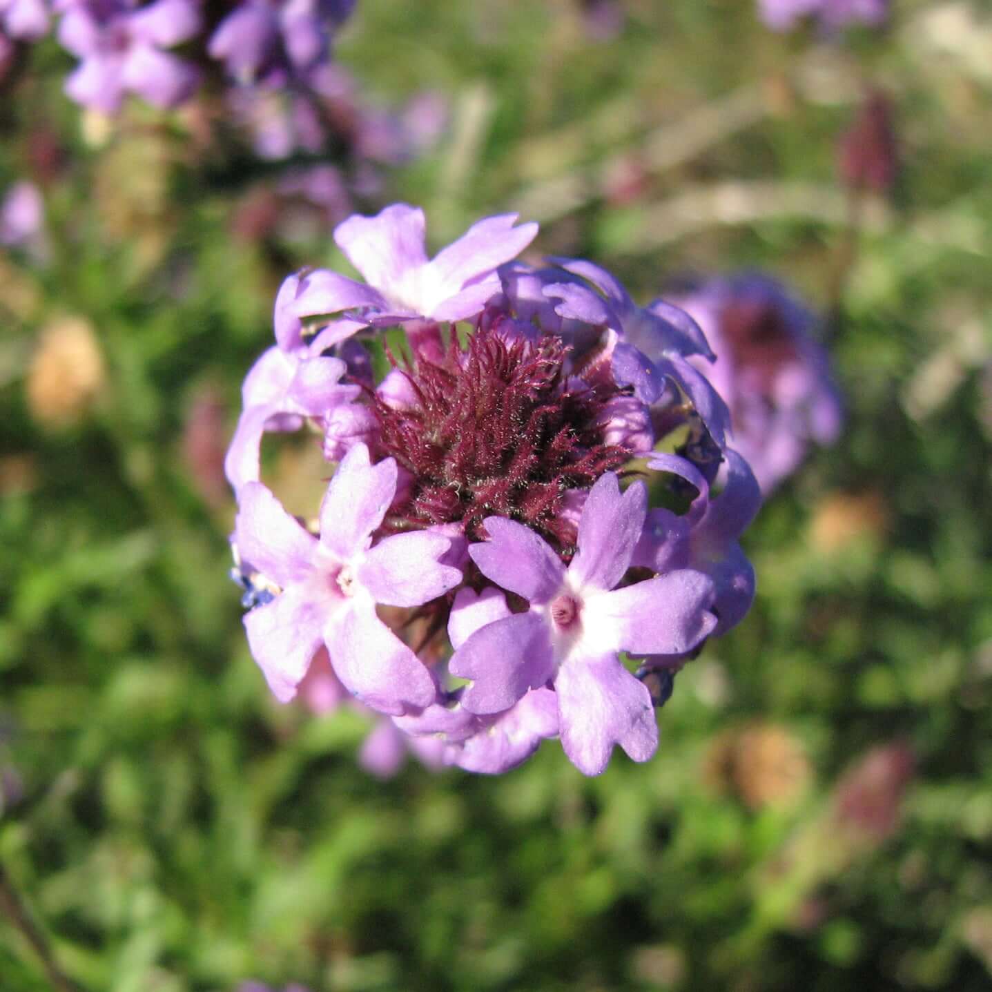 Verbena lilacina 'De La Mina' (7898265977087)