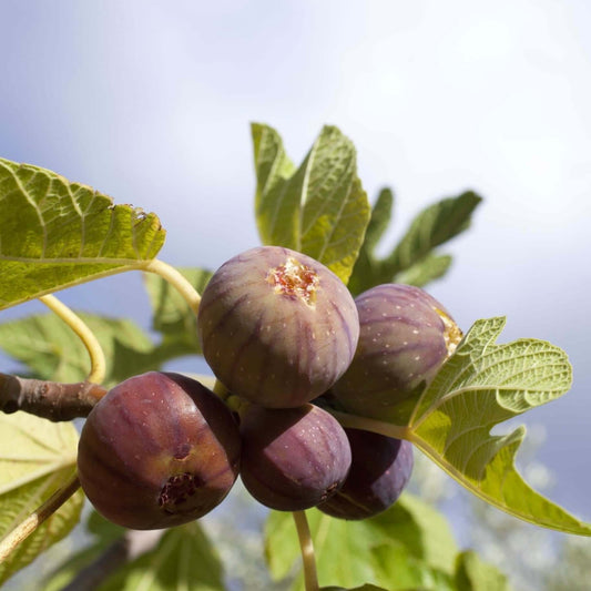 Violette de Bordeaux Fig (7863714676991)