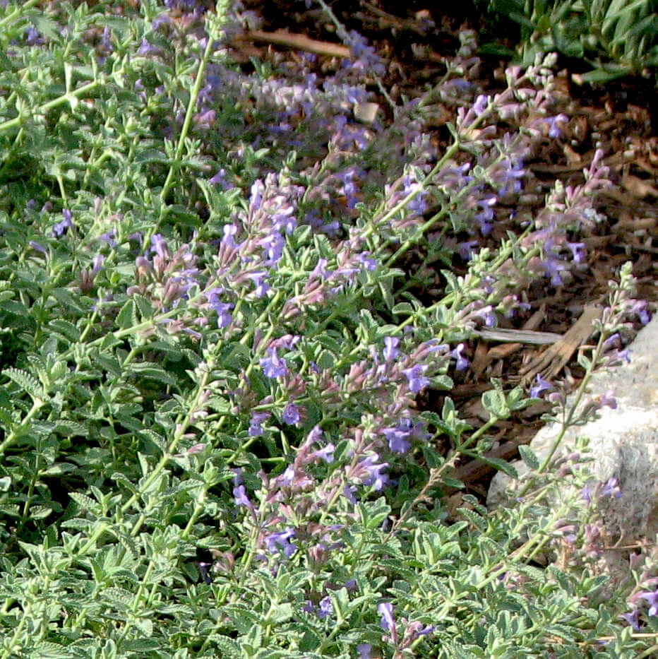 Walker's Low Catmint (7927859413247)