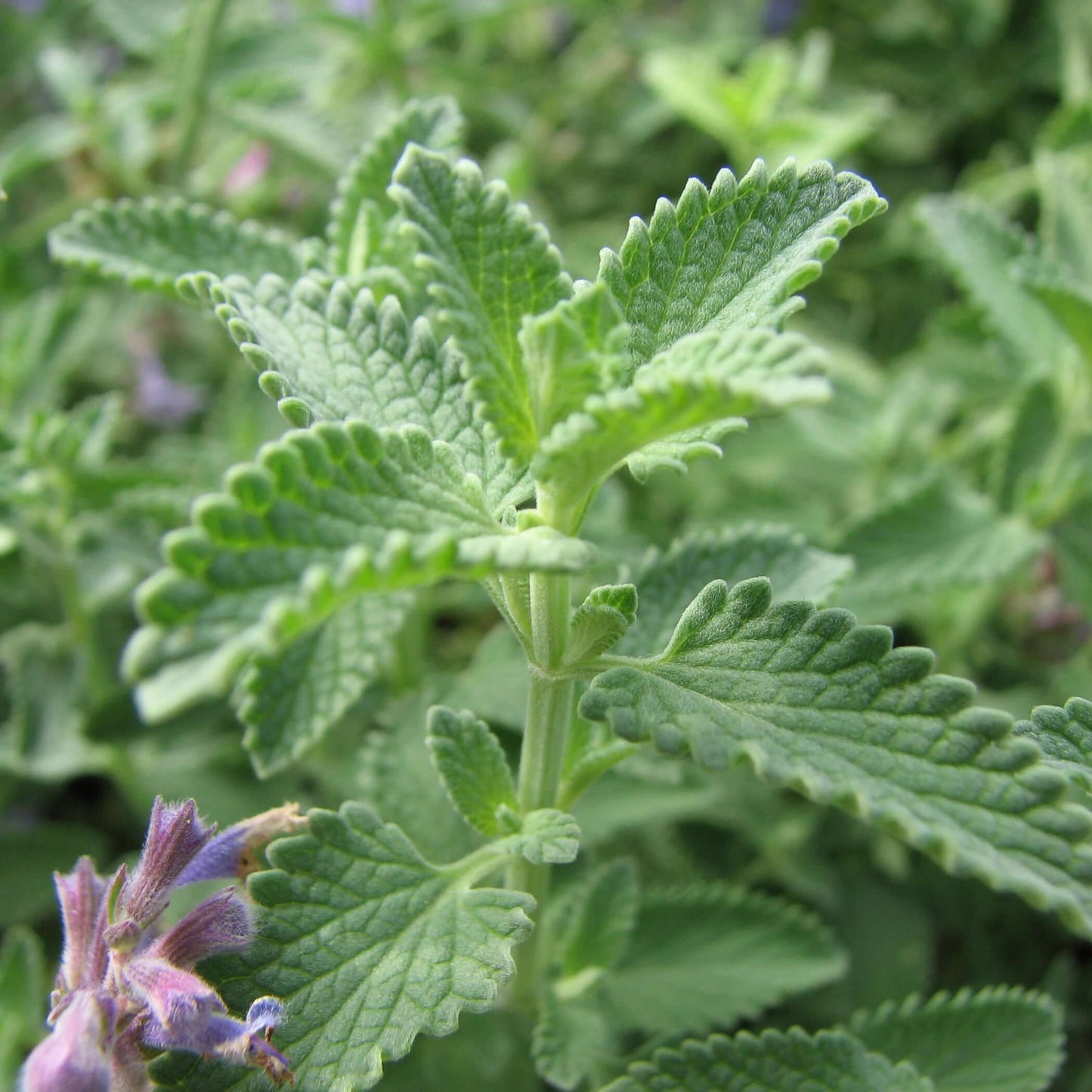 Walker's Low Catmint (7927859413247)
