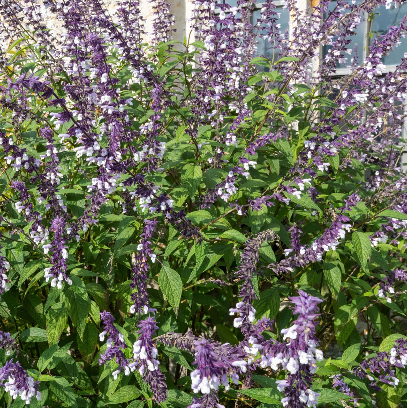 lavender salvia plant Waverly Sage - Salvia 'Waverly'