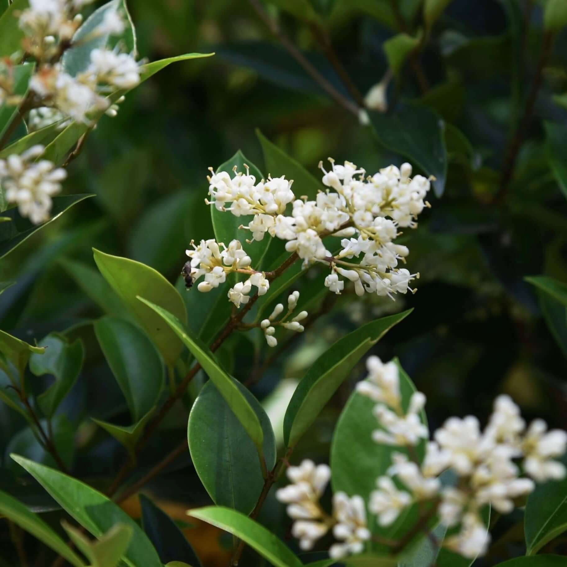 Wax-leaf Privet Bush (7823951790335)