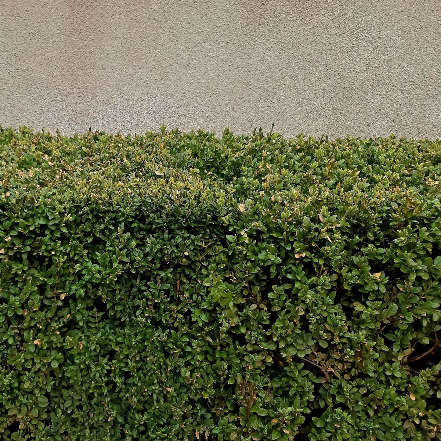 Wax-leaf Privet Staked Column (7823951855871)