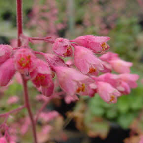 Heuchera ‘Wendy’ (7994782646527)