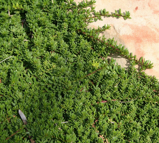 White Creeping Myoporum (7823952052479)