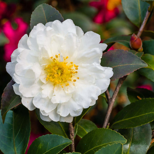 White Doves Camellia (7892841234687)