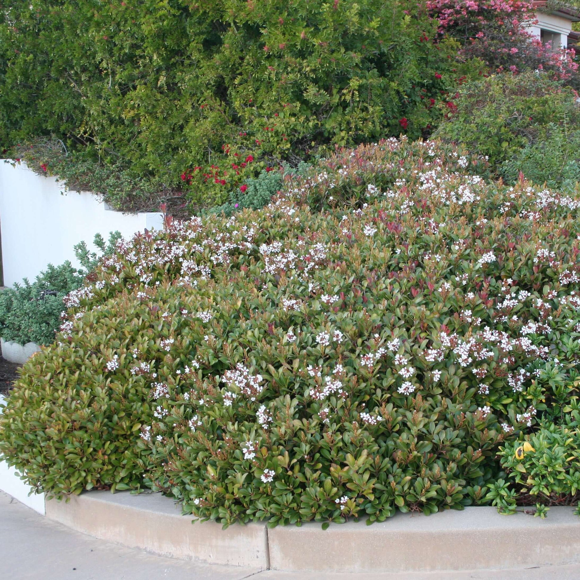 White Flowering Indian Hawthorn (7900761653503)