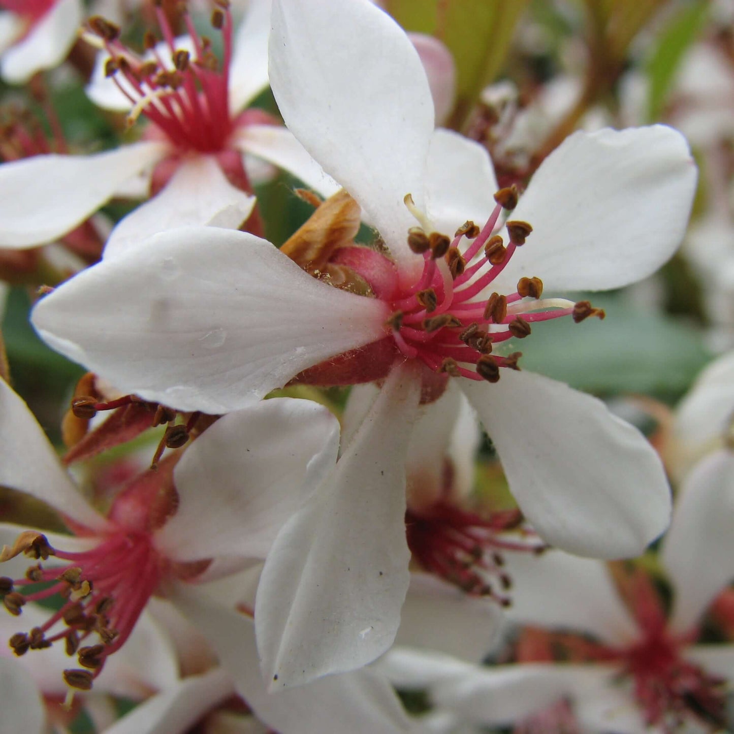 White Flowering Indian Hawthorn (7900761653503)
