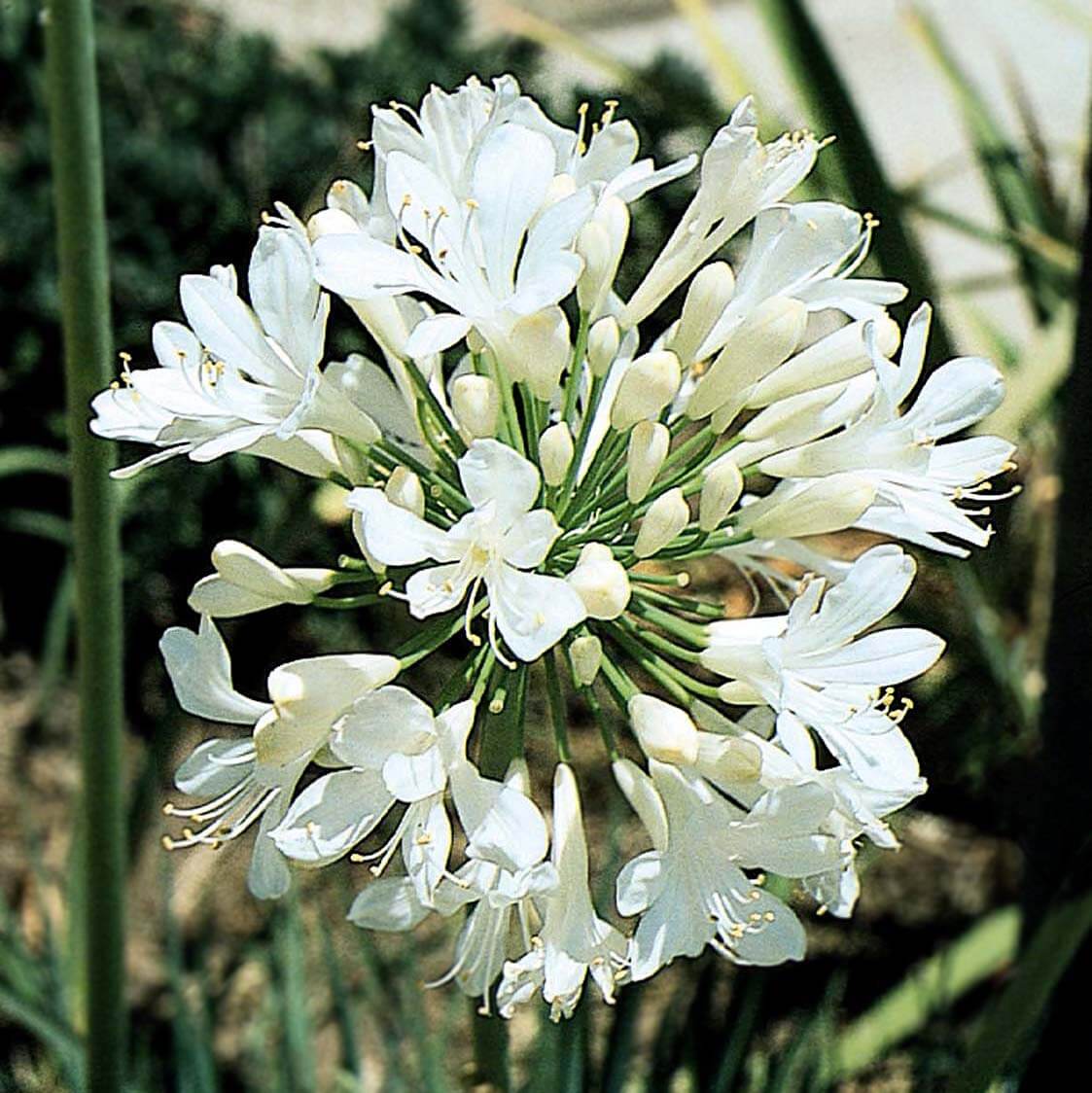 large white lily plant 5 Gal. White Lily of the Nile (Agapanthus africanus 'Albus')