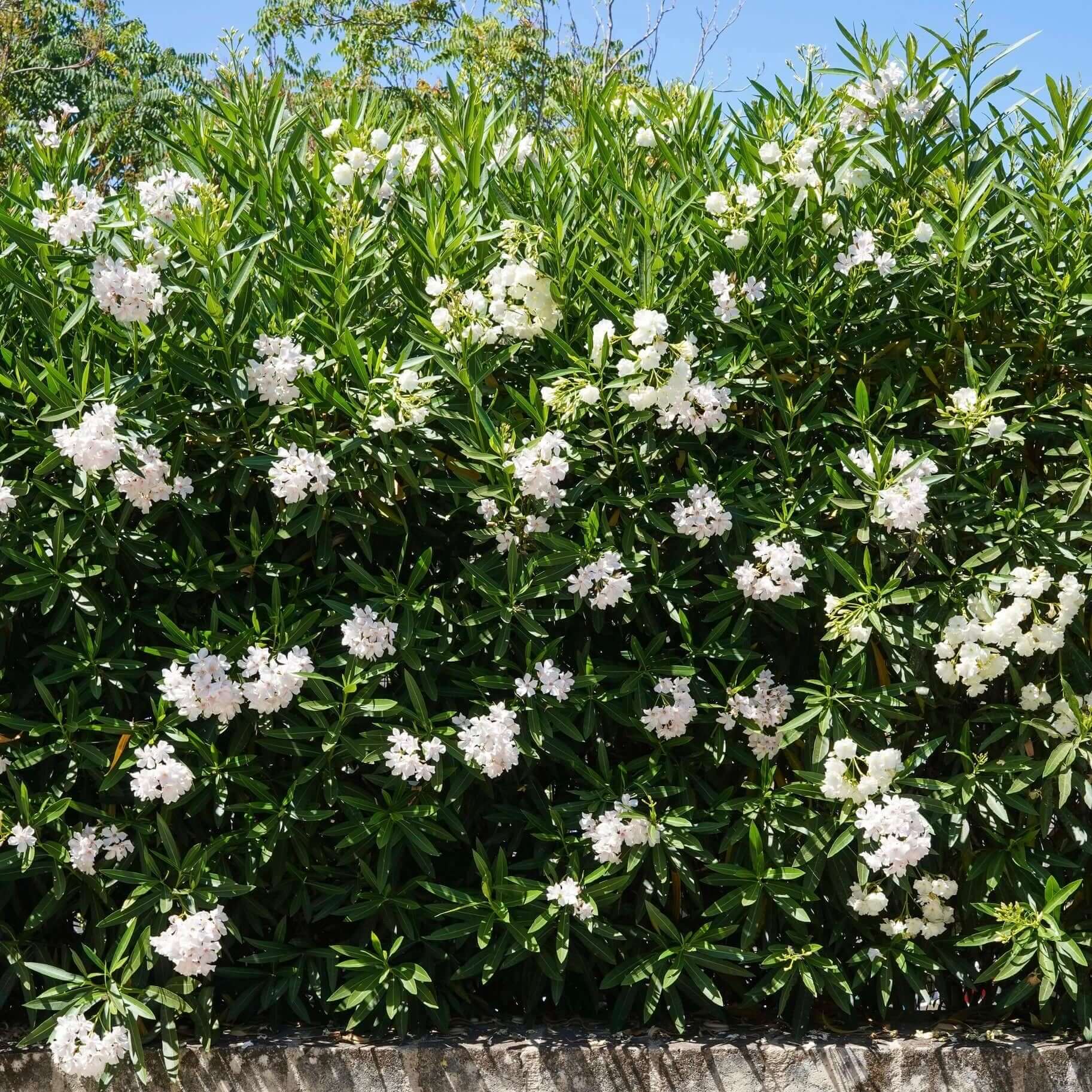 White Oleander Plant Oleander White Common Harlow Gardens white-oleander-plant-oleander-white-common-harlow-gardens
