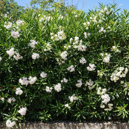 White Oleander (7823952085247)