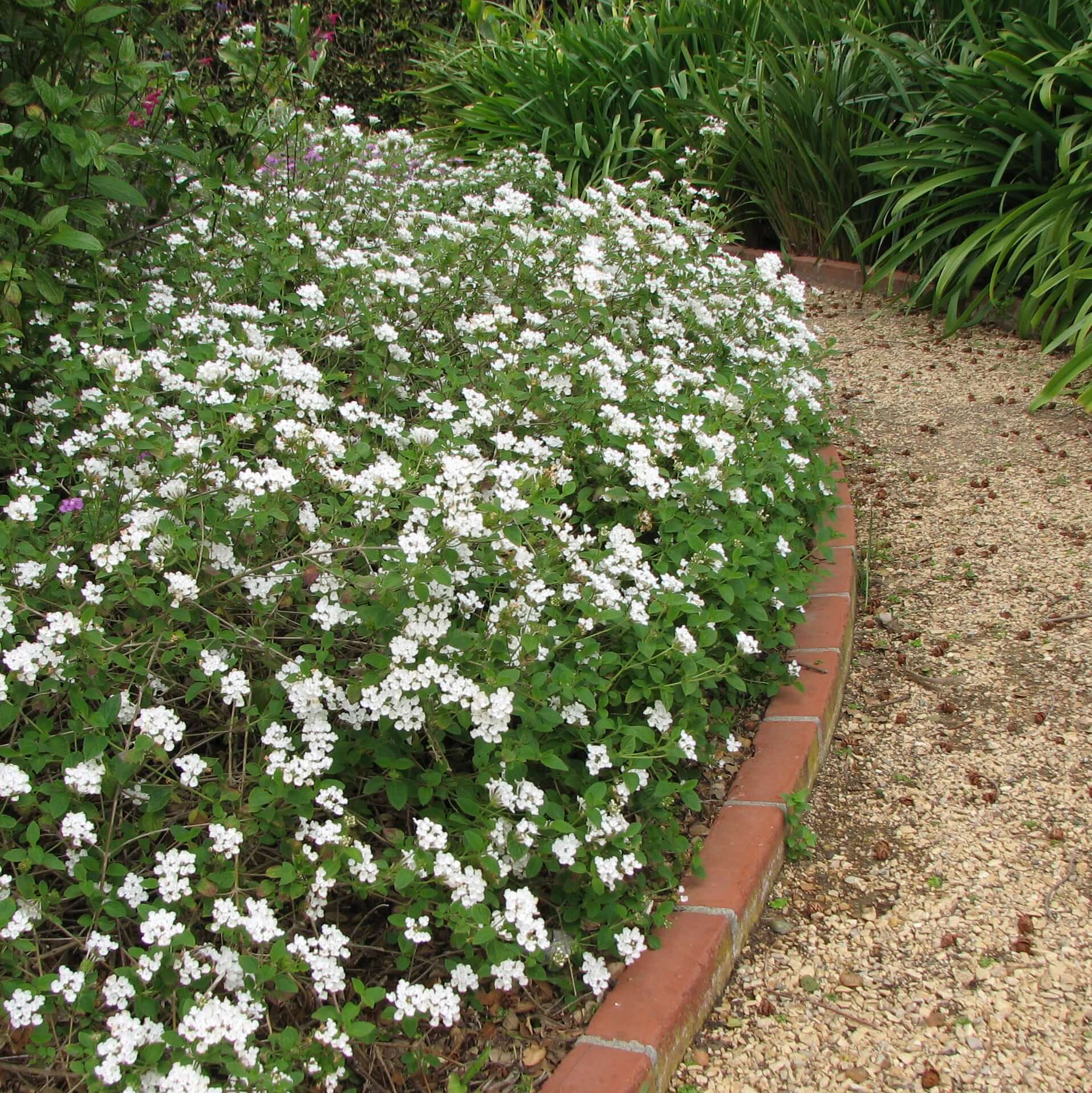 best fertilizer for lantana plants White Lantana (Lantana Montevidensis 'Alba') - 5 Gal