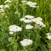 White Yarrow (7823948841215)