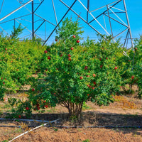 Wonderful Pomegranate Tree Orchard Planted