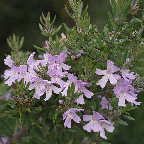 Westringia Wynyabbie Gem Coastal Rosemary (7898297368831)