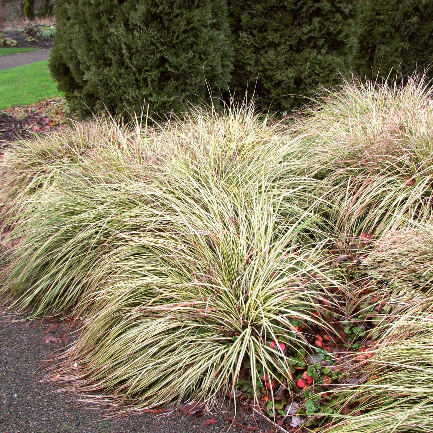 Yellow Stripe Variegated Japanese Sedge (7927859216639)