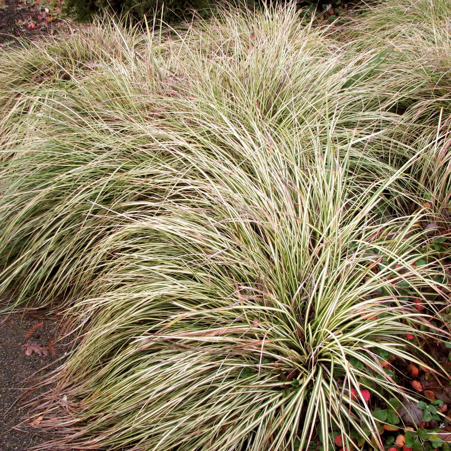 Yellow Stripe Variegated Japanese Sedge (7927859216639)