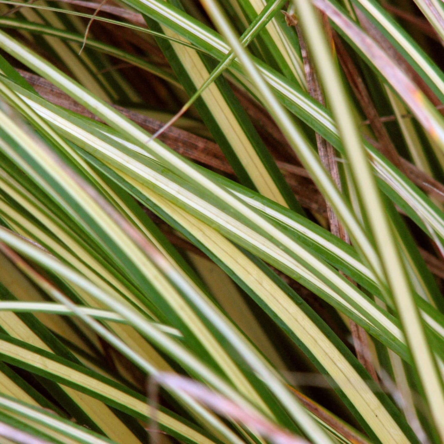 Yellow Stripe Variegated Japanese Sedge (7927859216639)