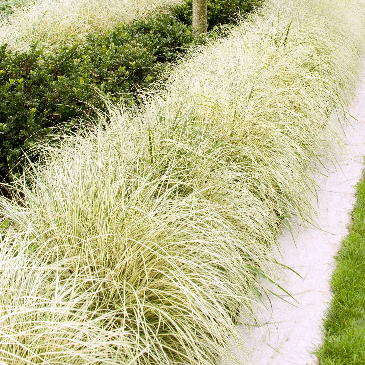 Yellow Stripe Variegated Japanese Sedge (7927859216639)