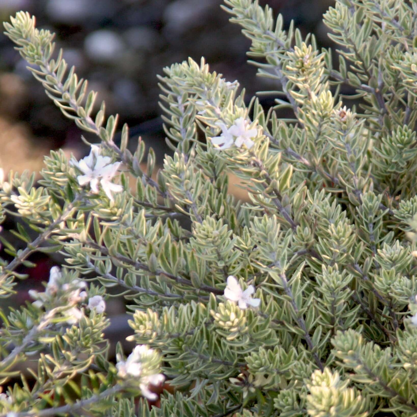 Yellow Variegated Coast Rosemary (7823954215167)