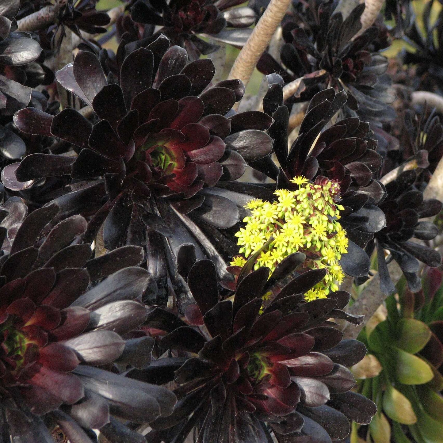 Zwartkop Aeonium (7916131778815)