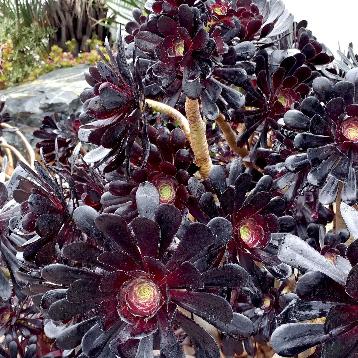 Zwartkop Aeonium (7916131778815)