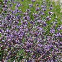 Salvia Bee's Bliss Sage (7896730271999)
