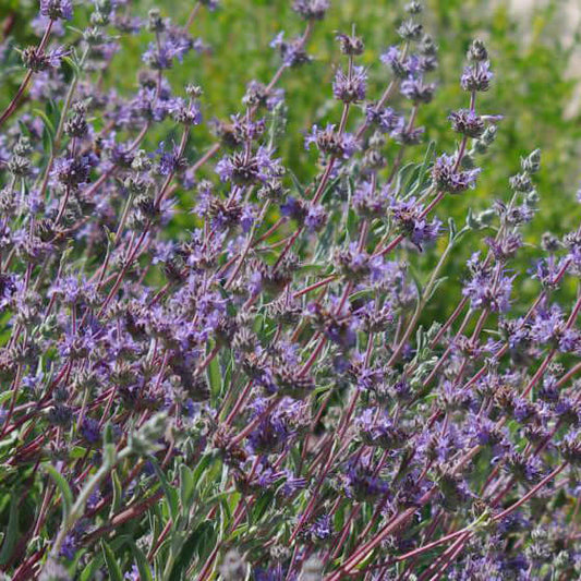 Salvia Bee's Bliss Sage (7896730271999)