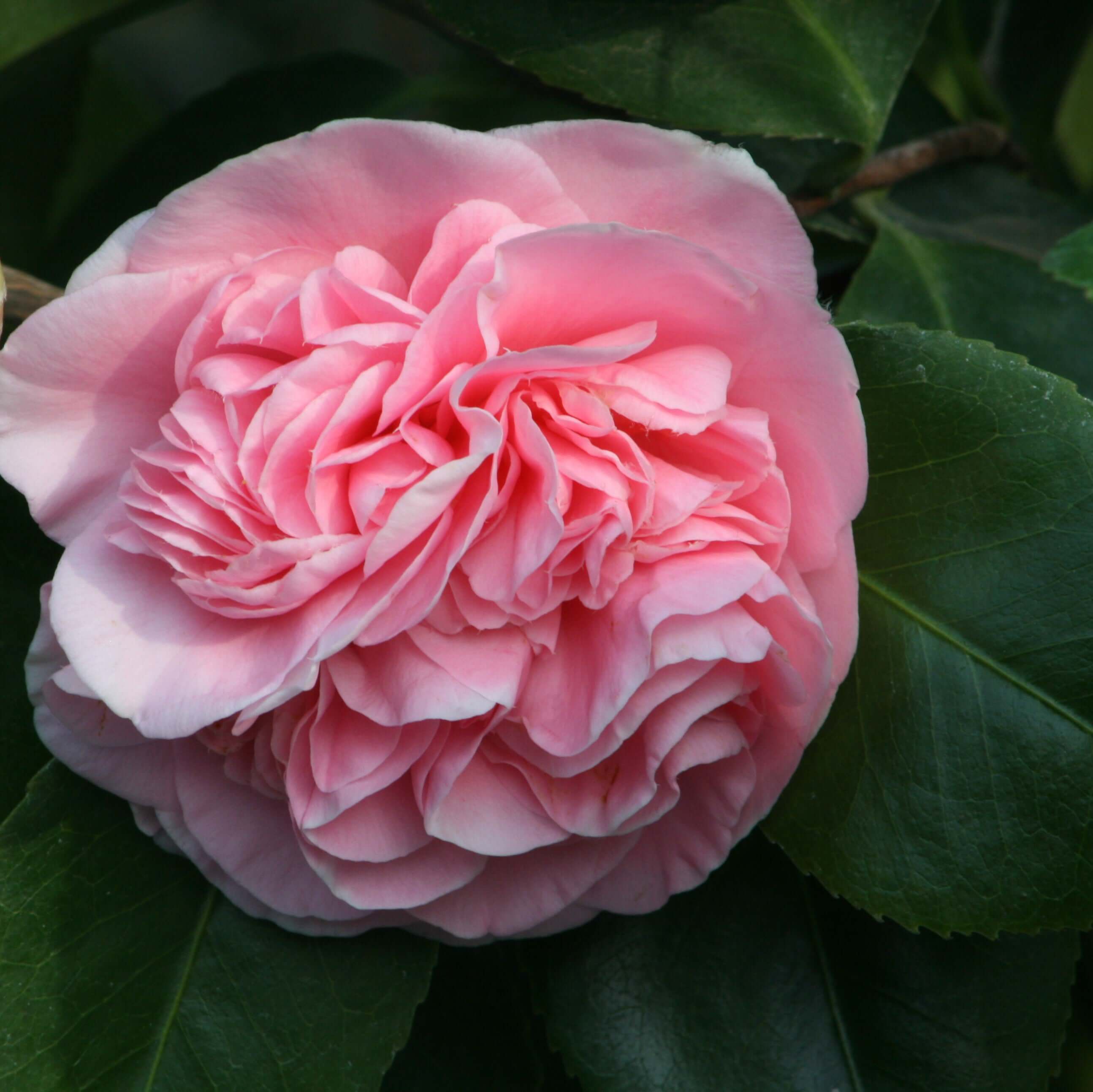 In The Pink Camellia - Buchanan's Native Plants