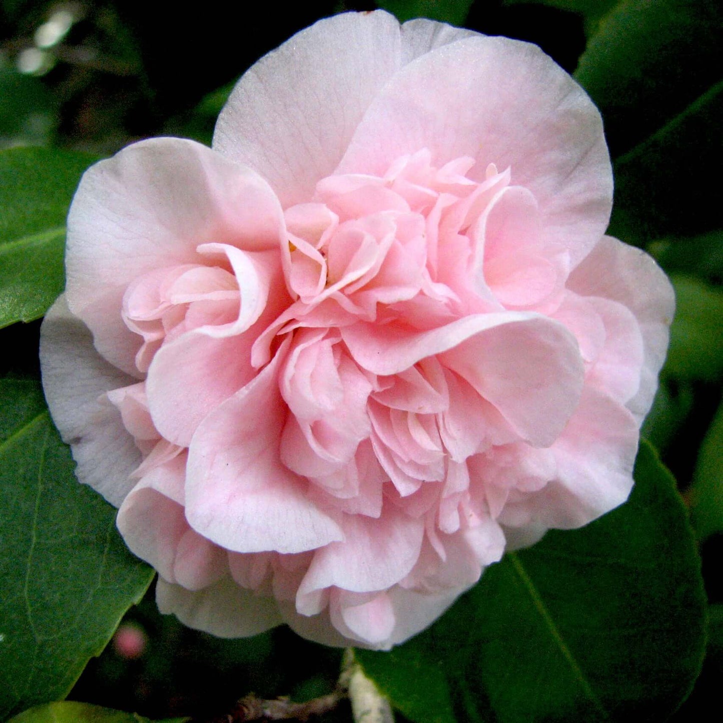 Camellia japonica Debutante (7823949693183)