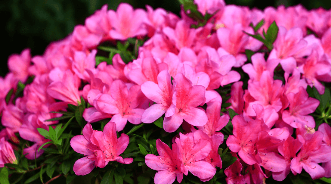 Azalea Bush in Yard