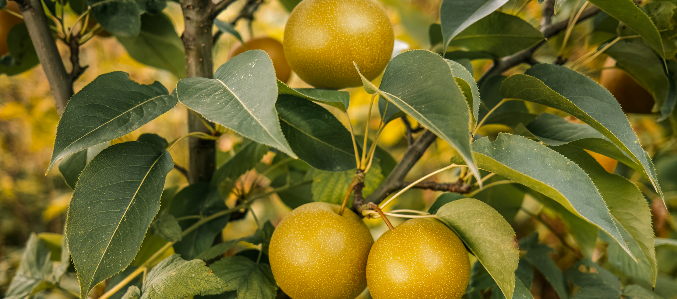 California's Best Edible Landscape Trees: Transform Your Yard Into a Productive Garden