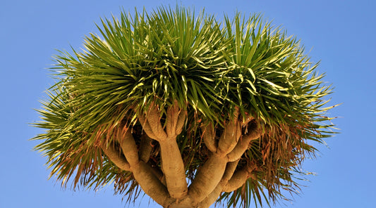 Canary Islands Dragon Tree