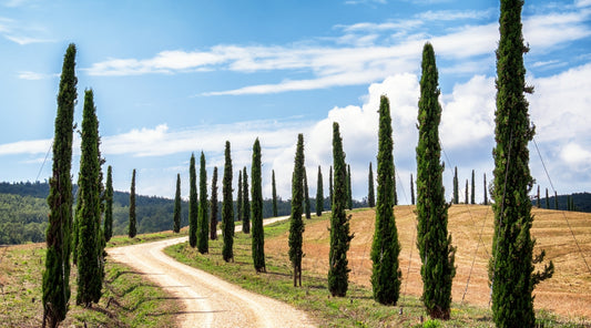 cypress trees 