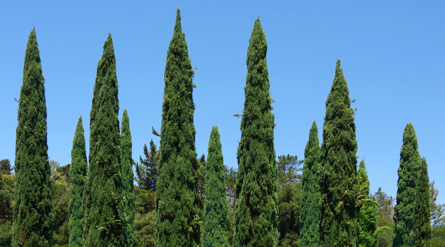 italian cypress privacy trees